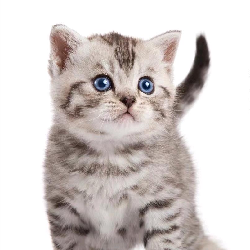 🐱萌宠小课堂🐶