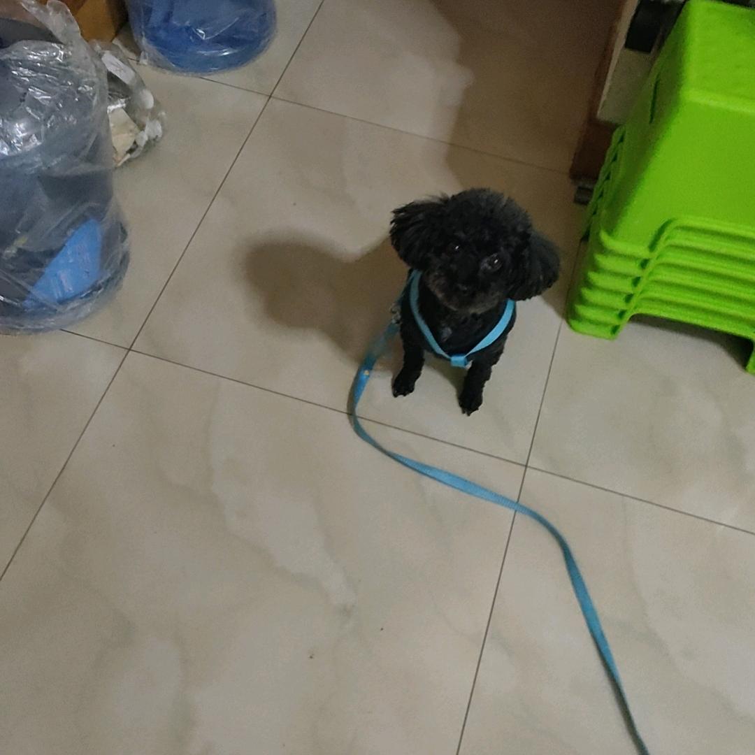 张进