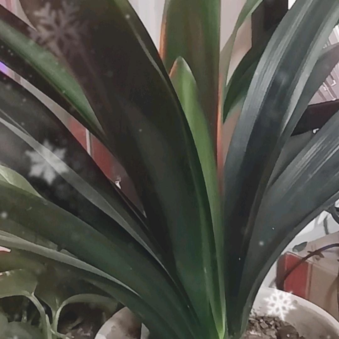 开面包车的敬姐