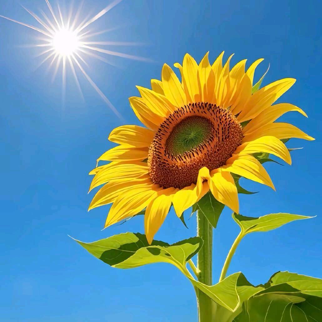 🌹相🌹见🌹520