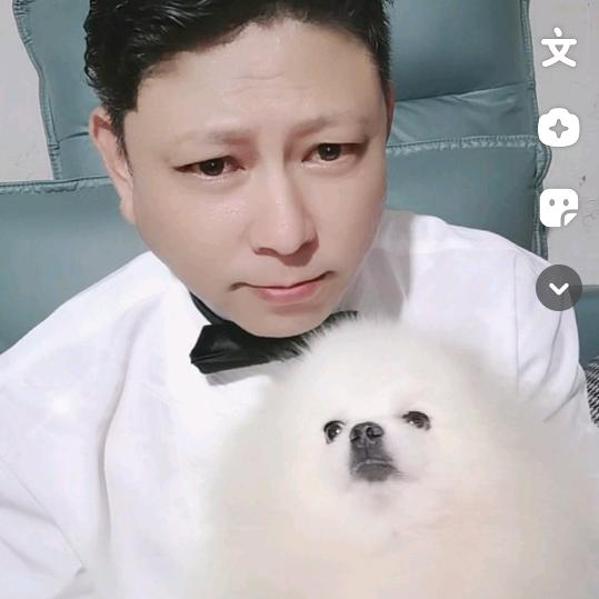 家庭繁育白博美