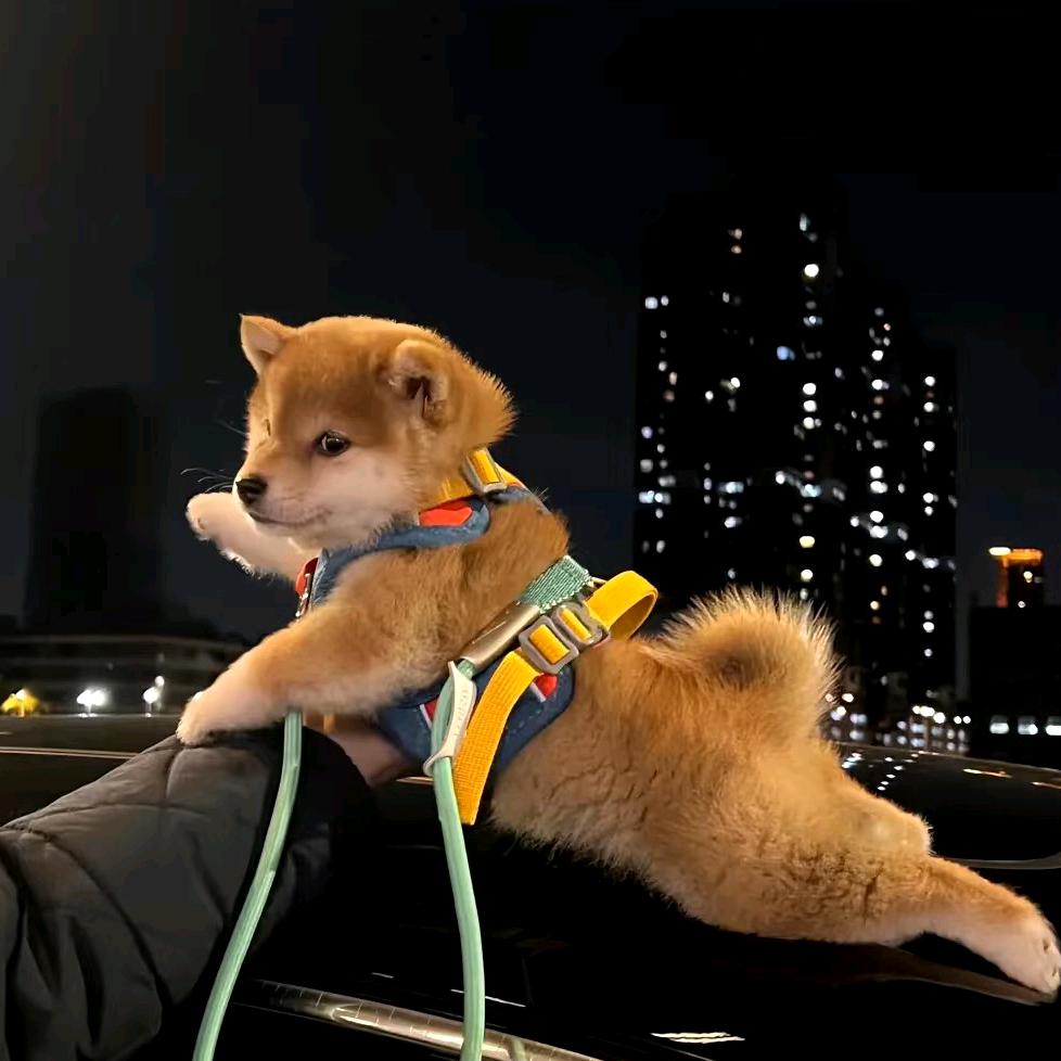 云梦明玖