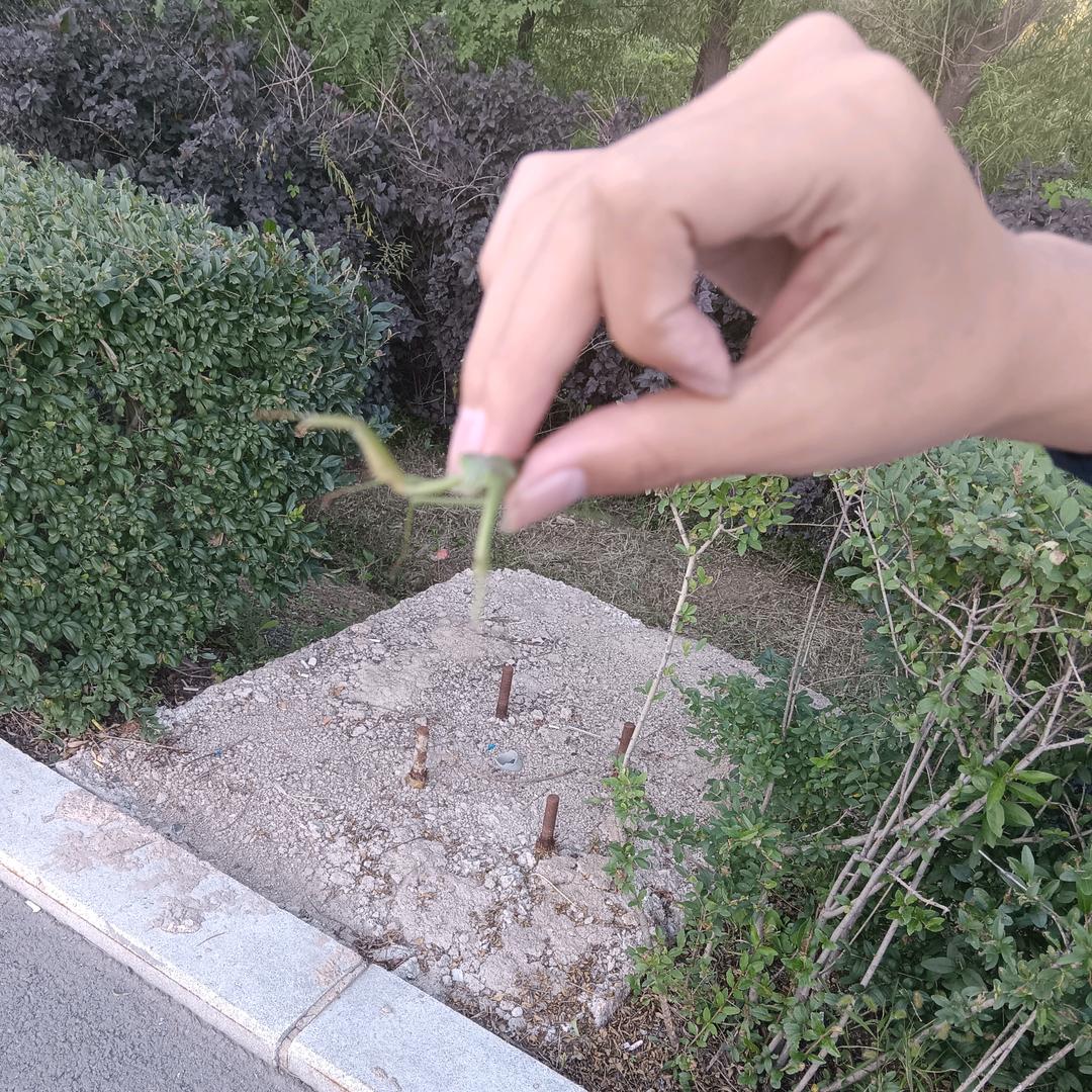飞天螳螂