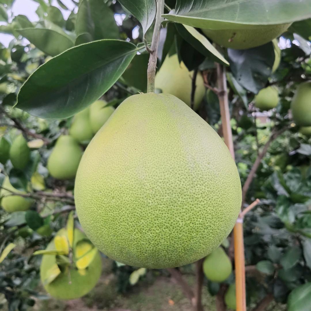 安江雪峰冰糖柚