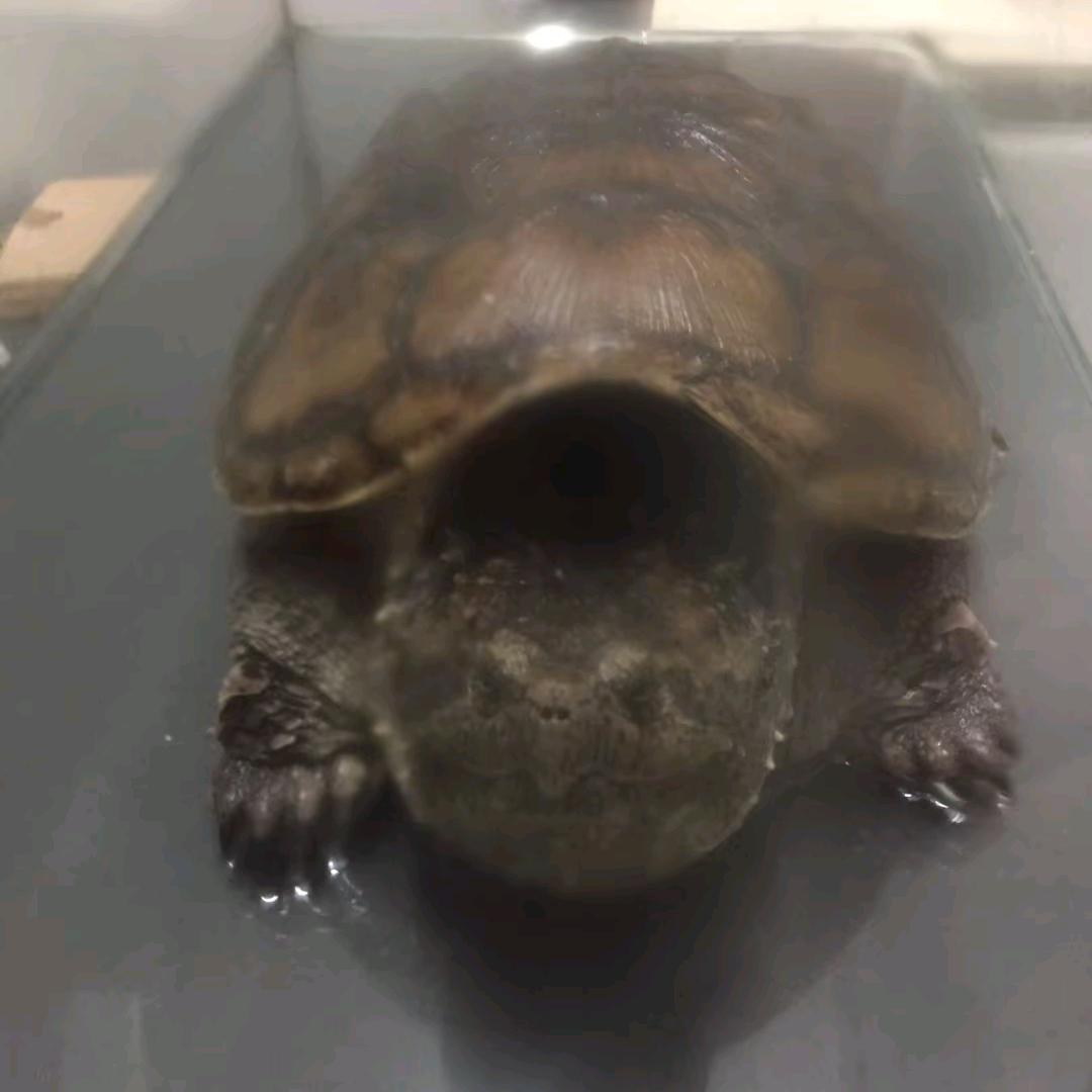 廖氏名龟养殖有限公司