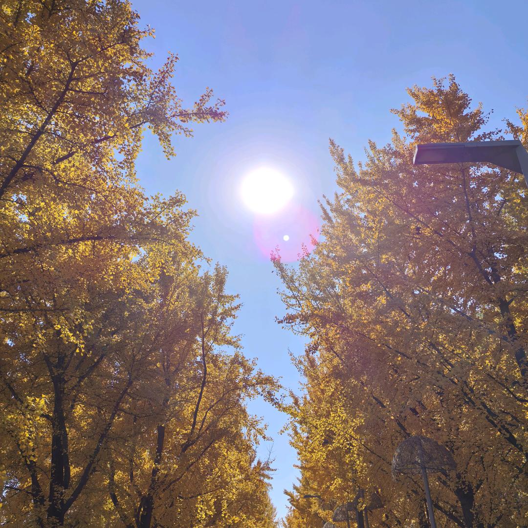 毛毛    🦔       ╲