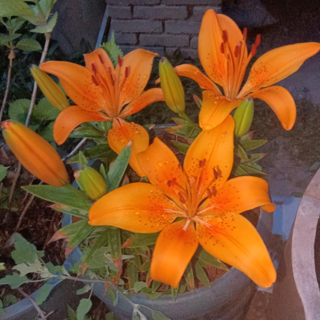 今生今世永不变