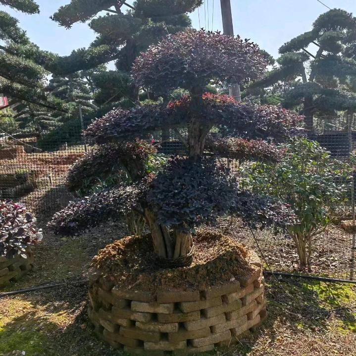 红枫