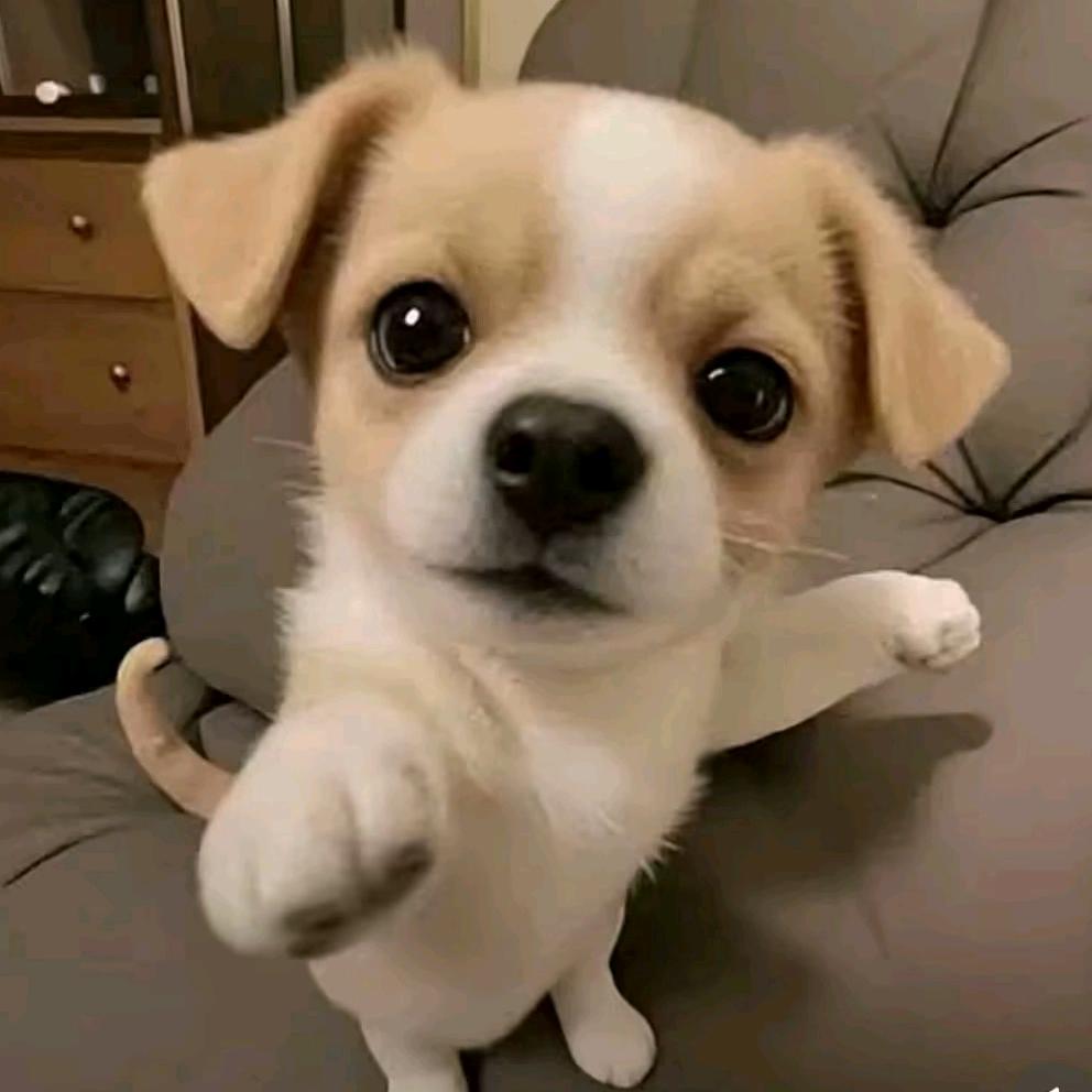 飞龙
