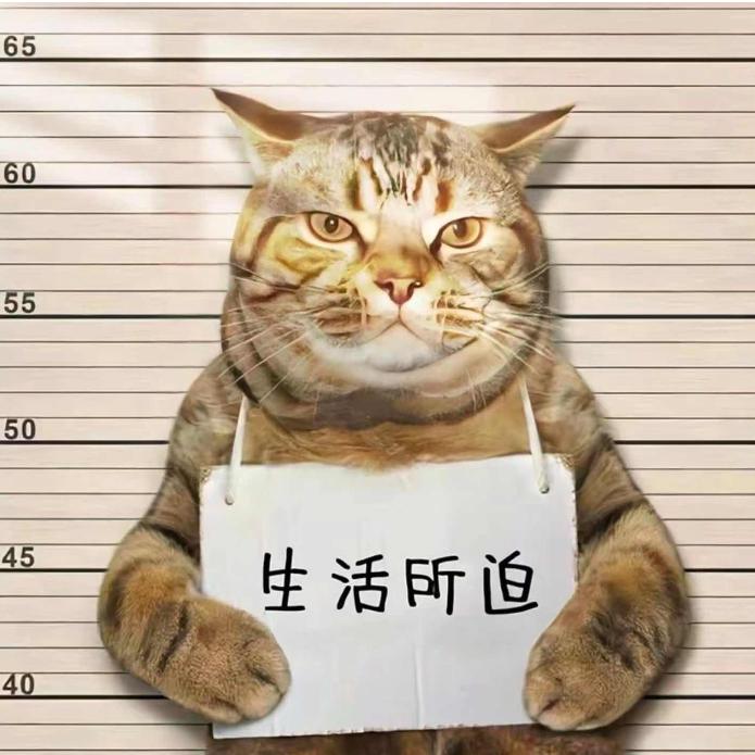 抖猫搞笑