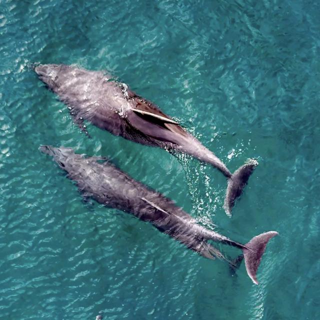 拔剑四顾心茫然