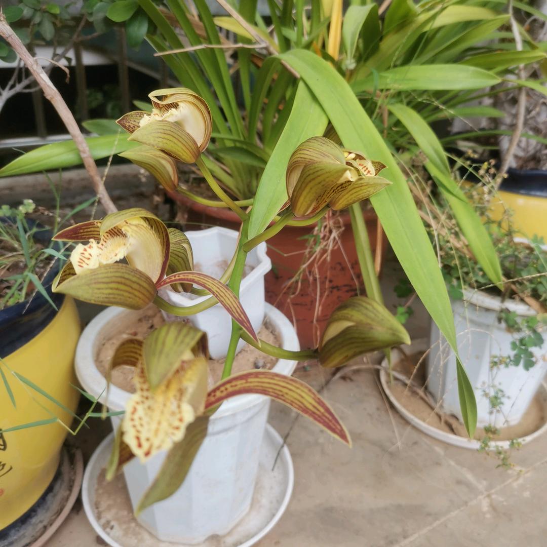 黎滇花卉欢迎您