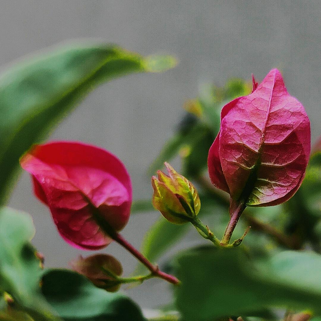 植寮(冷冻之手)