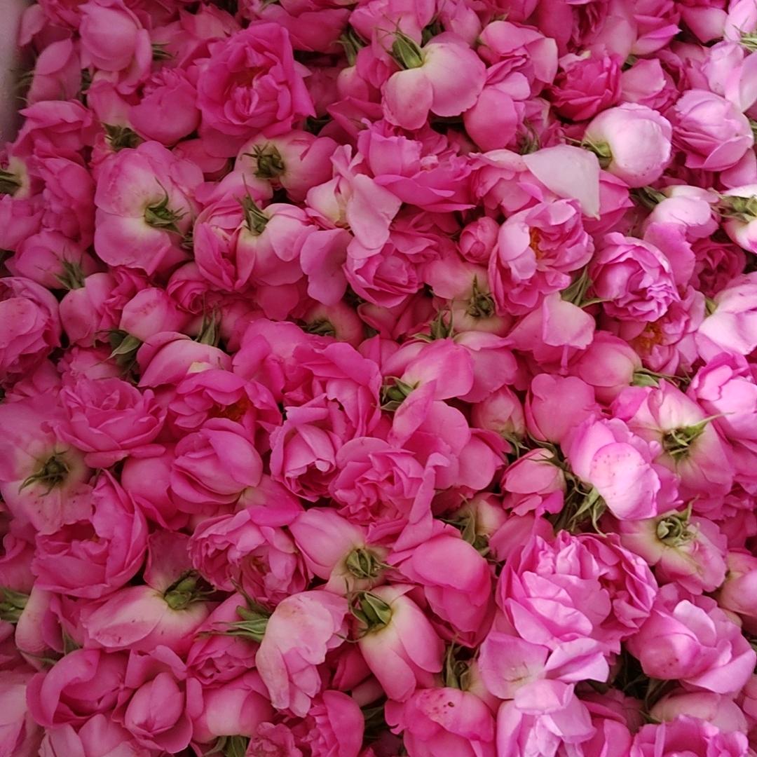 西柏坡大马士革玫瑰基地