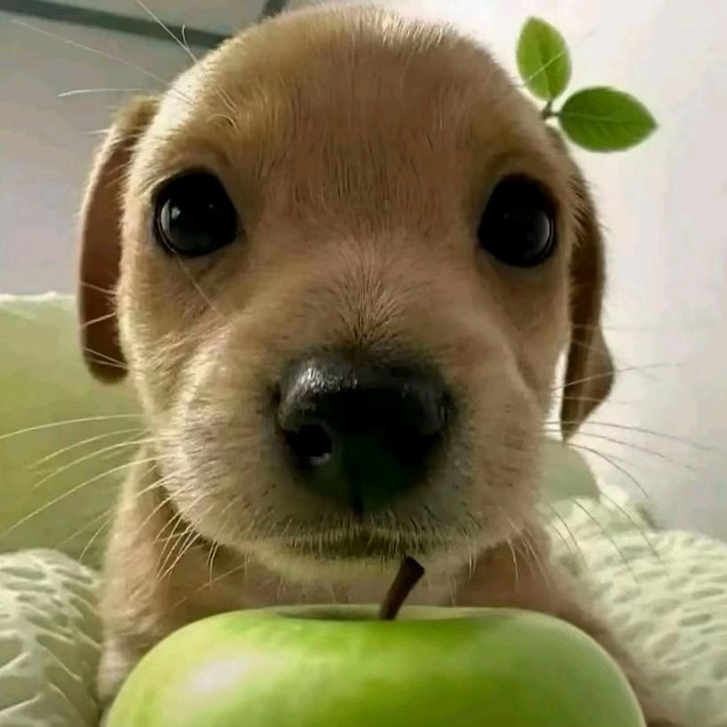 石头的反差萌日常