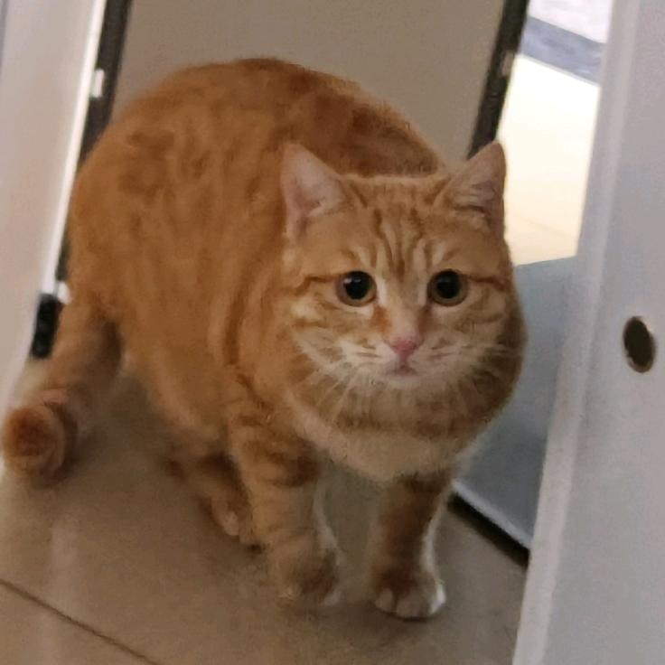 搞抽象的猫