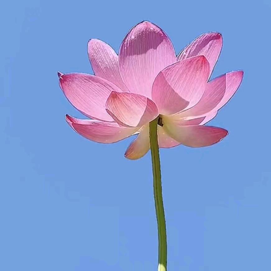 梅花988
