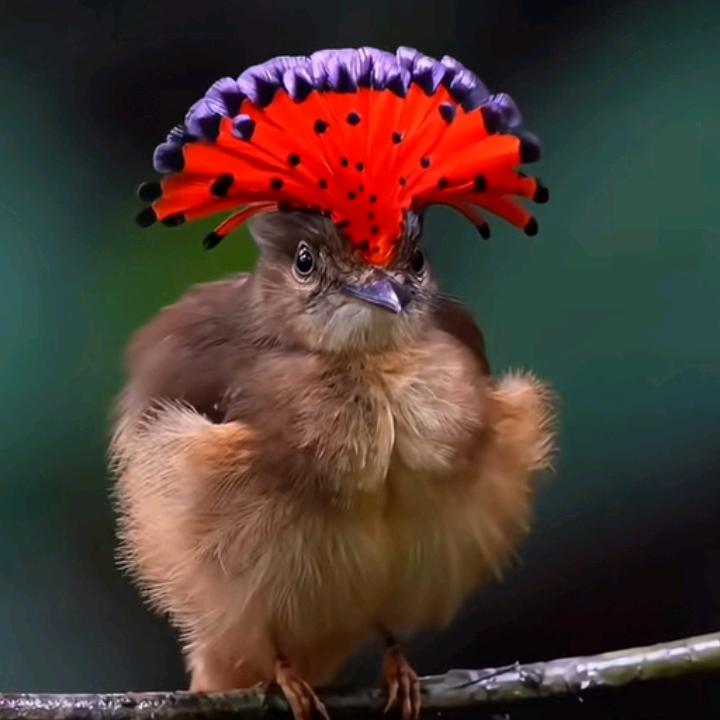 🔥鸿运🔥