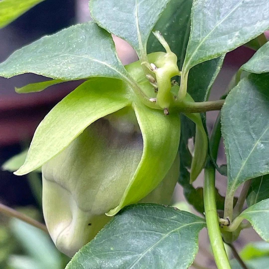 小花帅