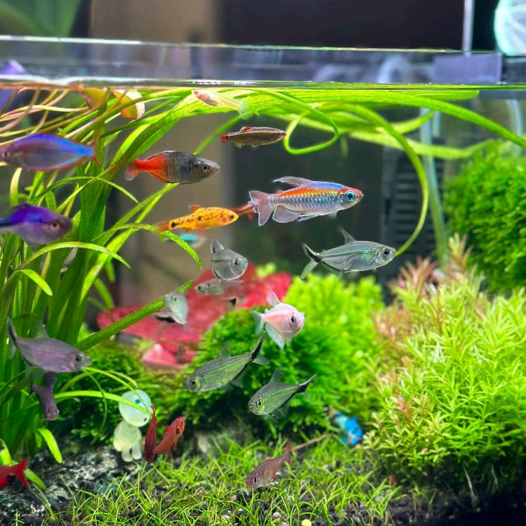 上品宅水族馆