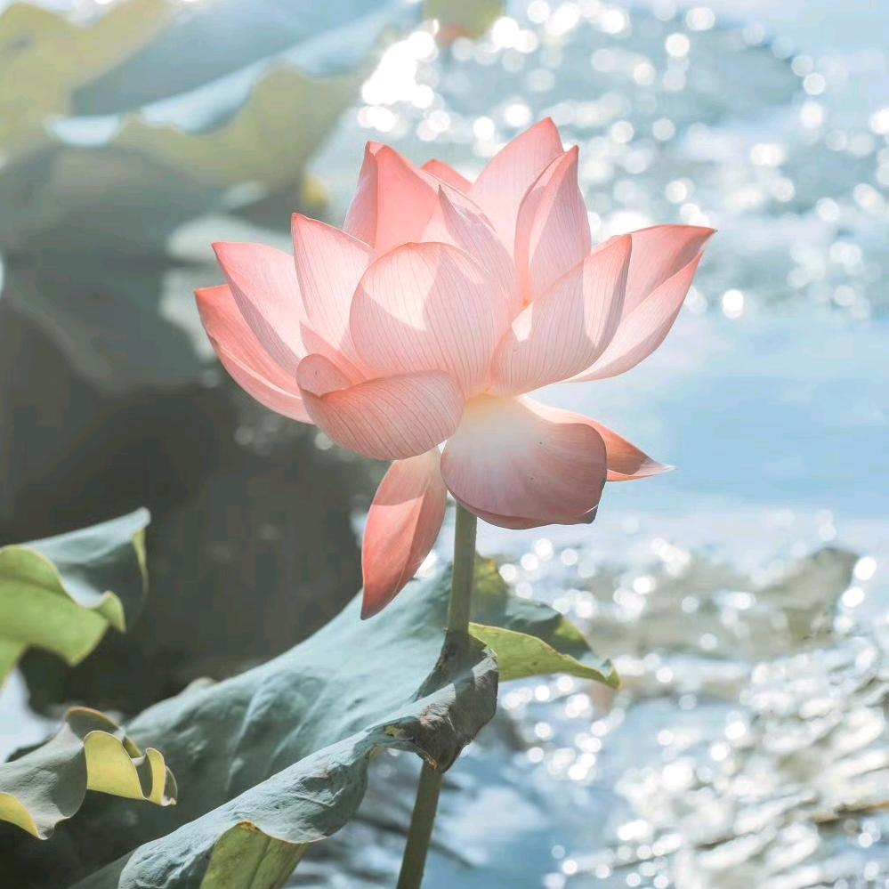 炒鸡饿(¯﹃¯ԅ)霸