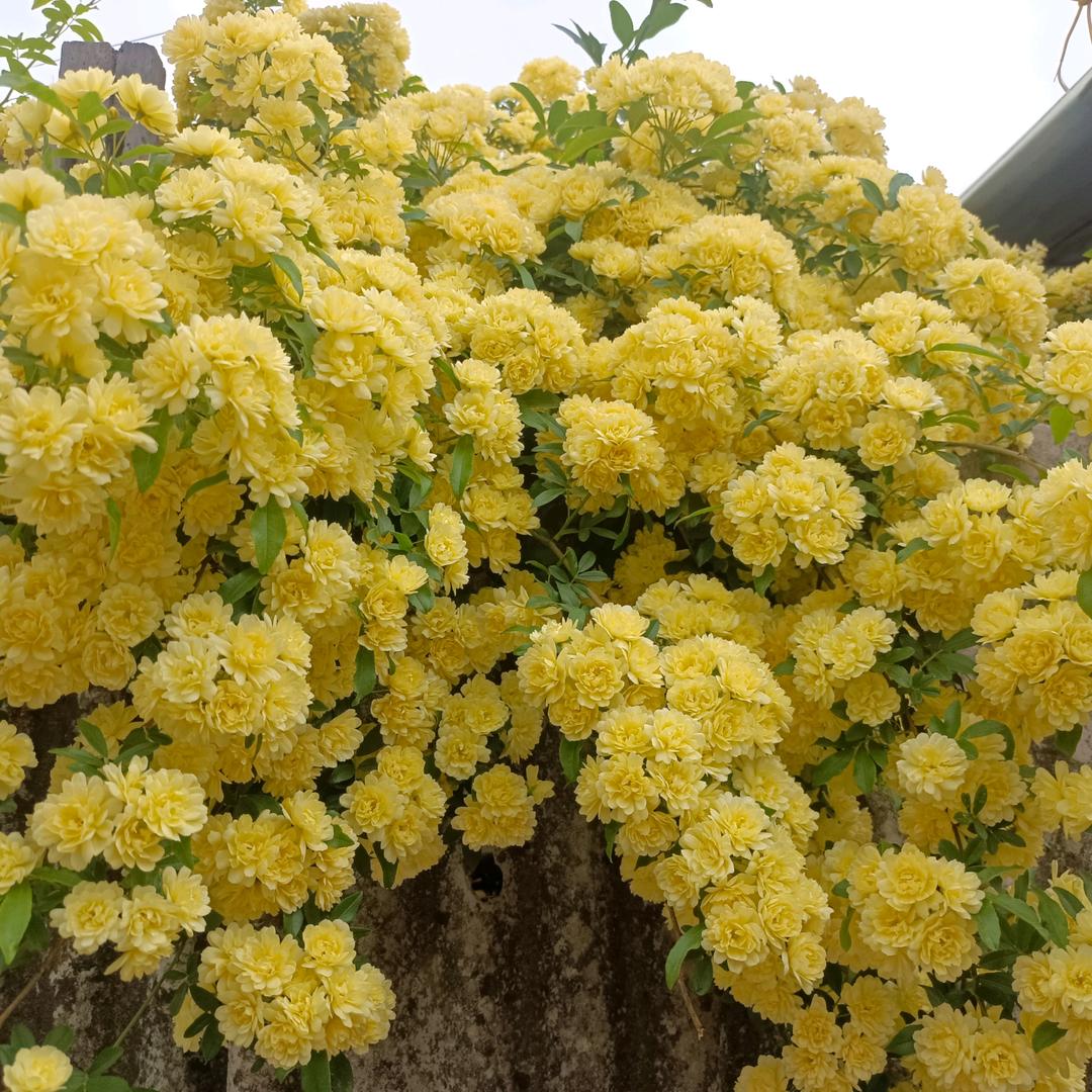 最熟悉的陌生人