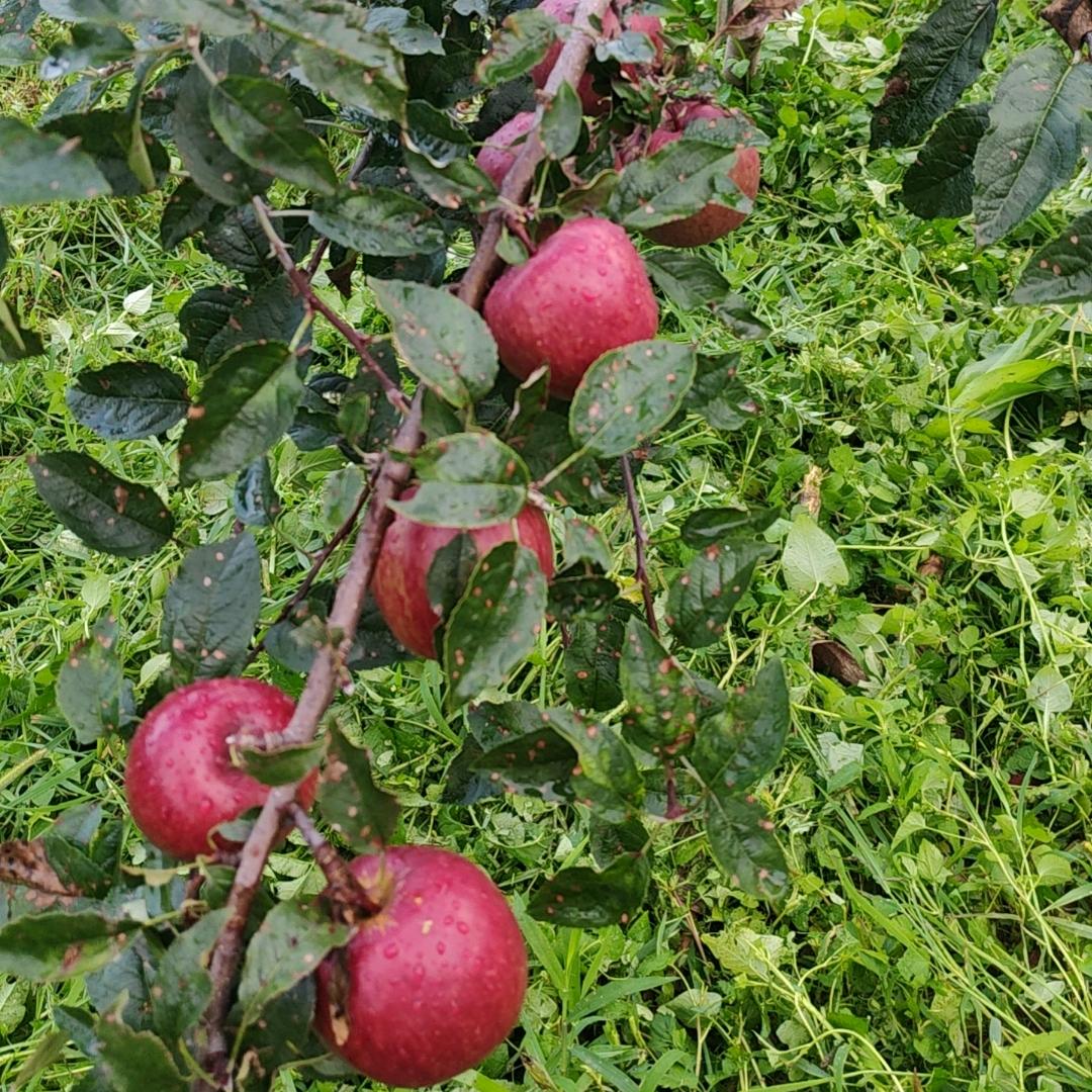 盐源文浠家庭农场苹果供应商