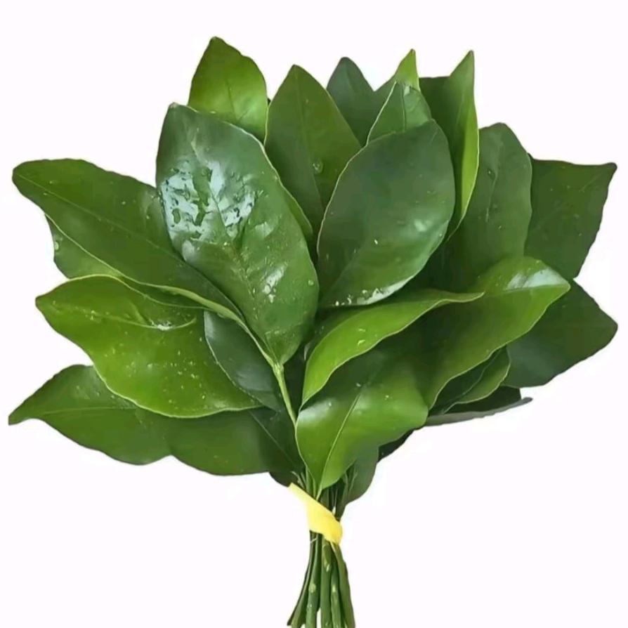 磁县荣耀长安  兰兰