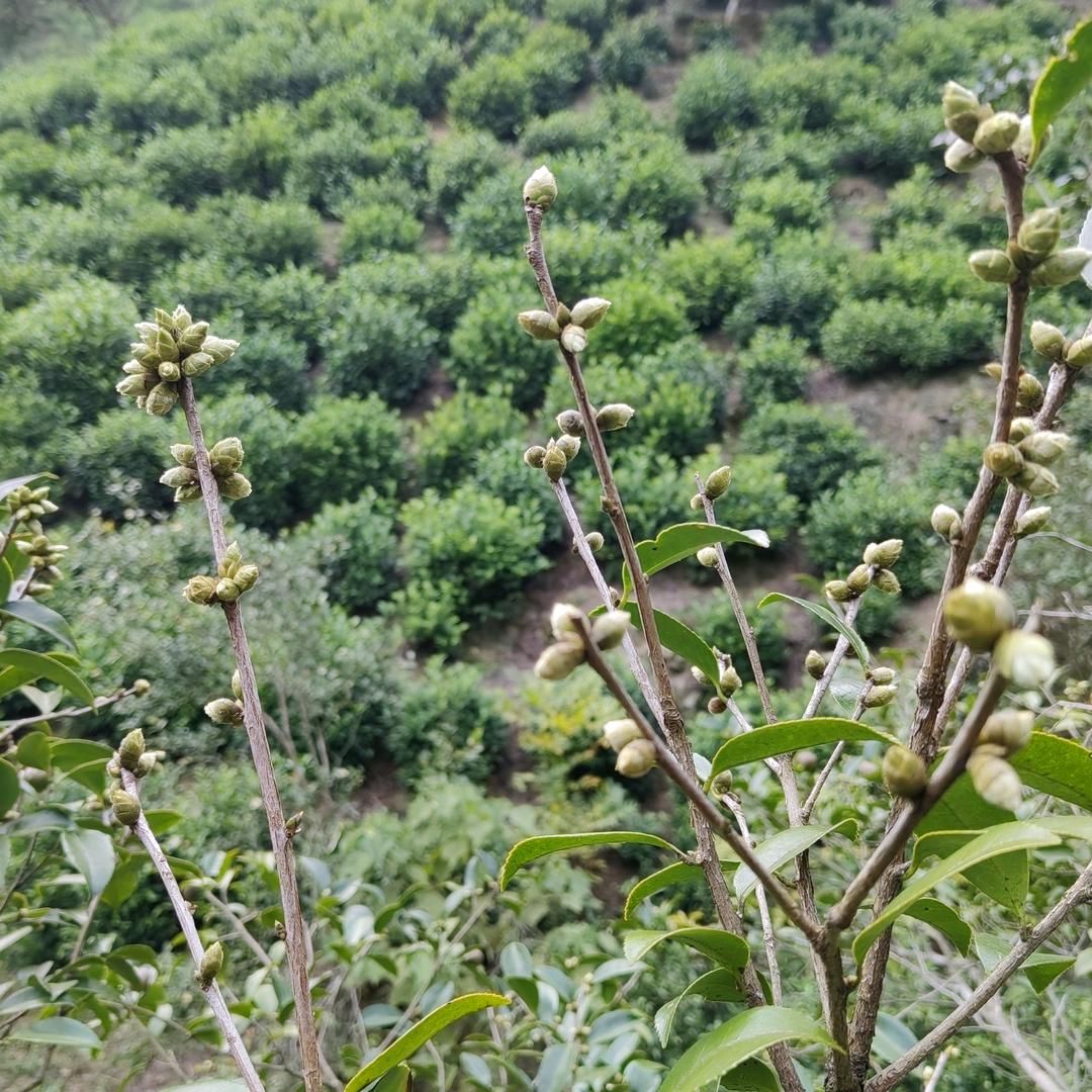 丽源