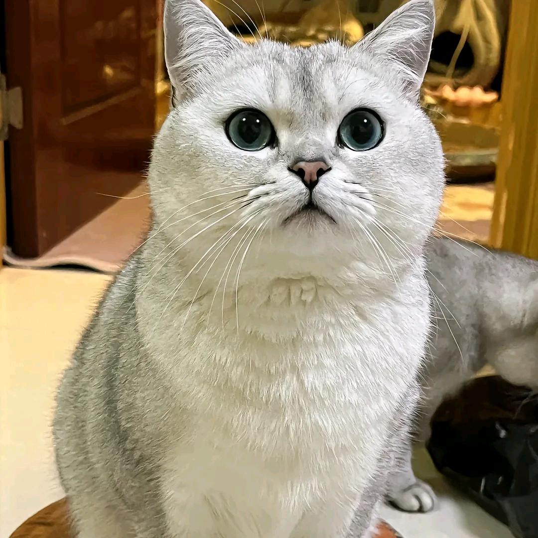 猫叔😸