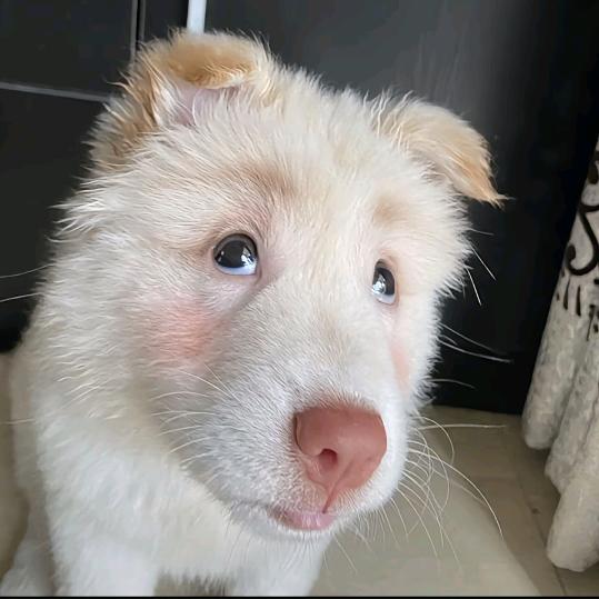 粉鼻小狗