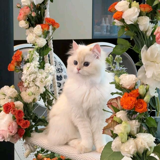 🍊🍊橘子海