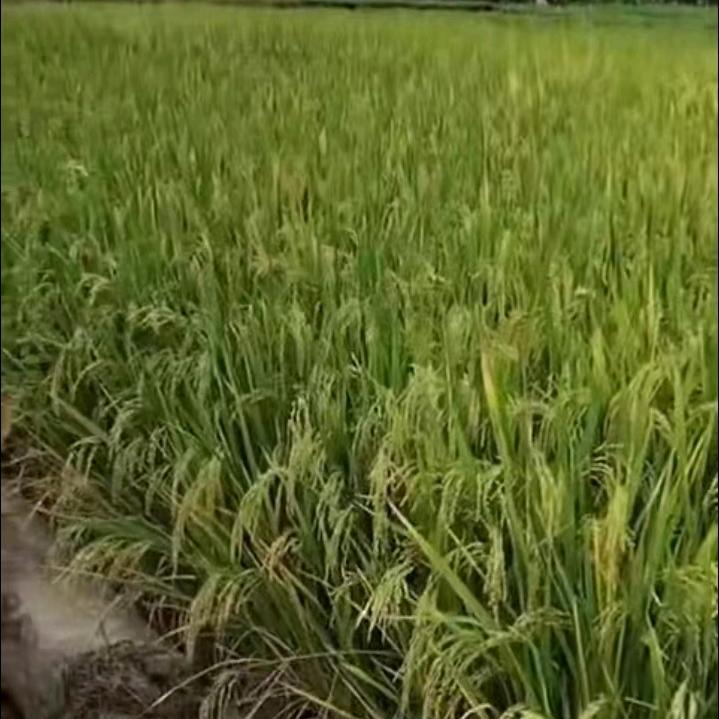 乡下人好物推荐