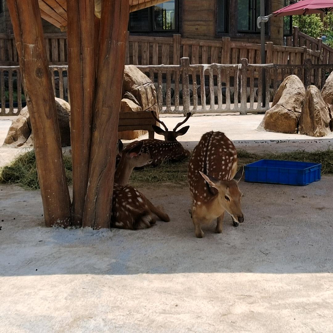 小杨春