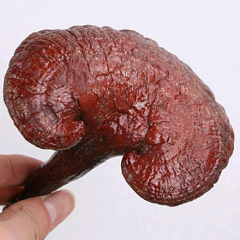 子鱼