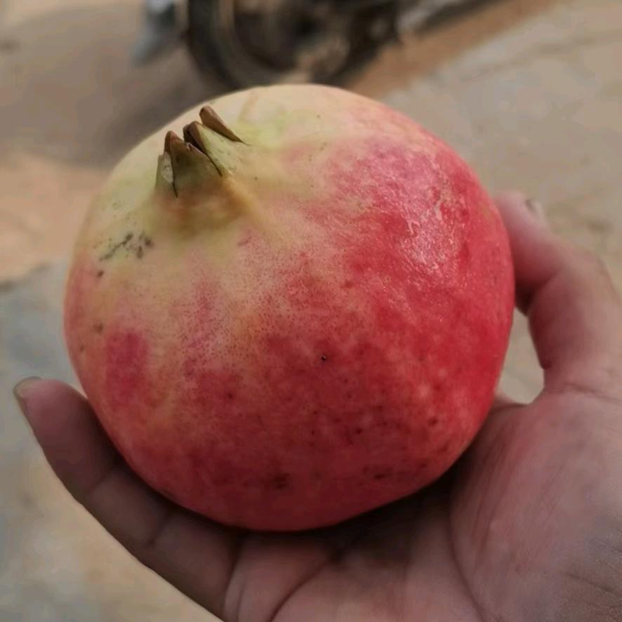 真我风采