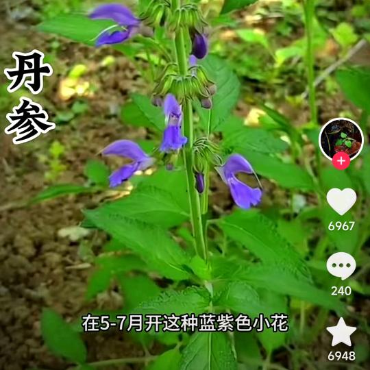 映山红:)宛