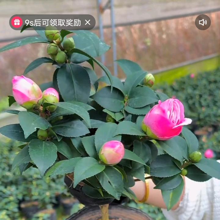 常哥