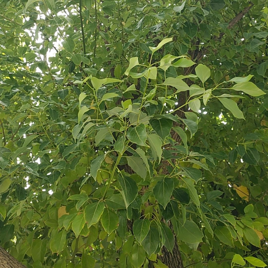 风
