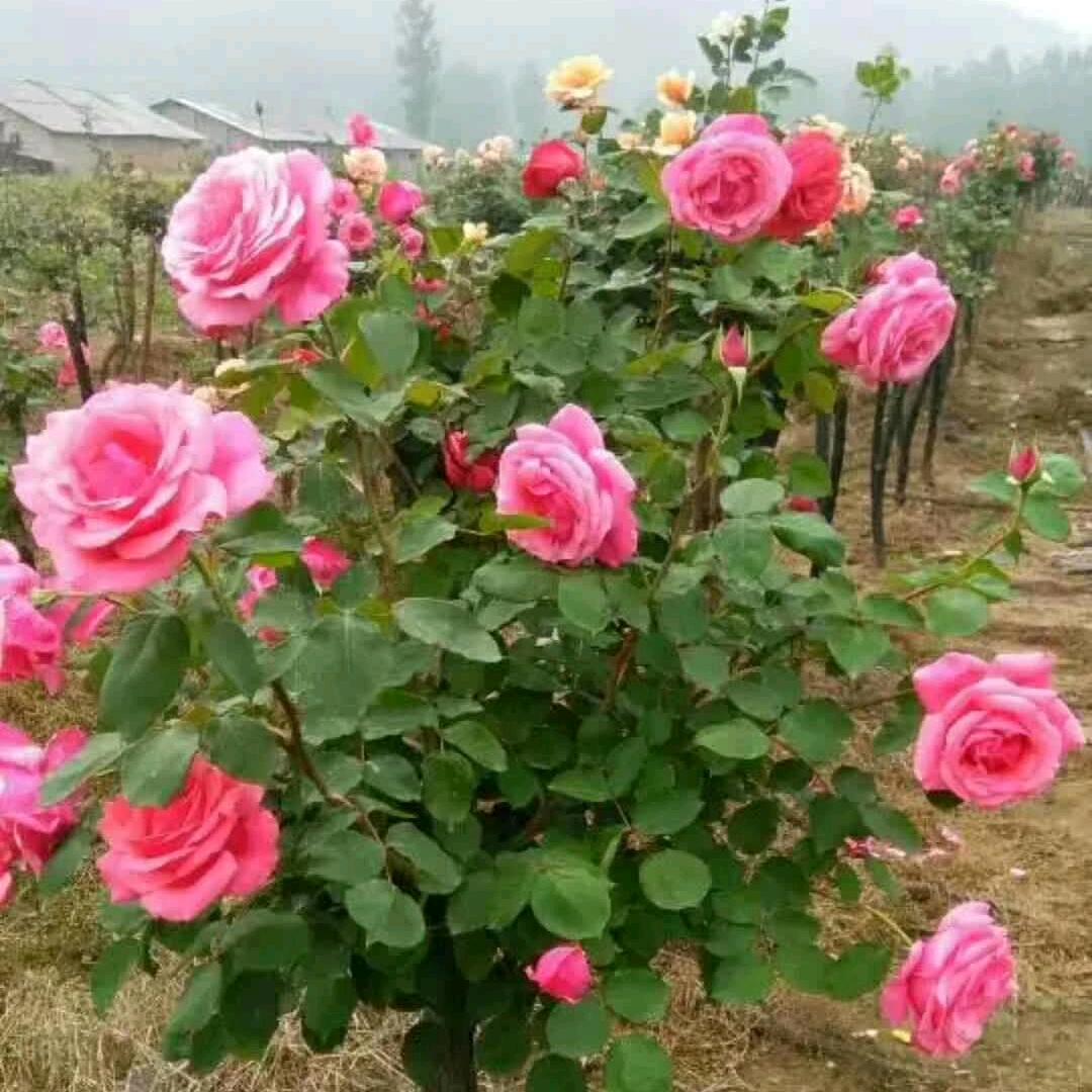 💖伤透💔了心🌹