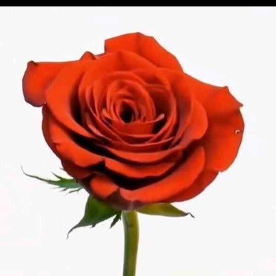 芙蓉