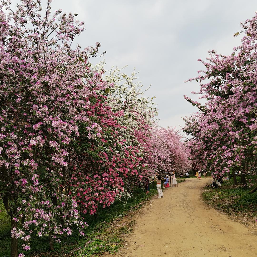 蜻蜓的眼泪