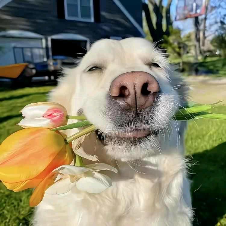 苏师傅的扬眉吐气