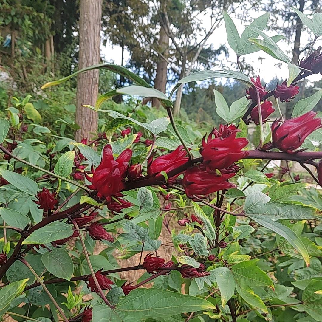 ＜<连赞拉黑>>💍💐