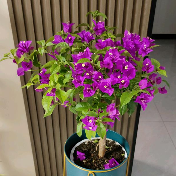 徐姐🌹拒绝连赞