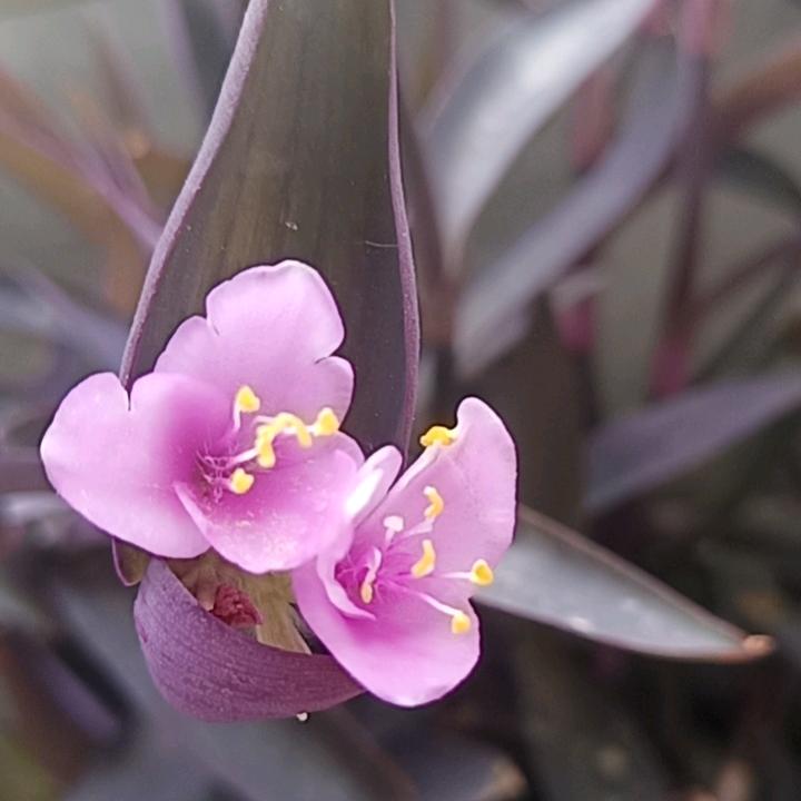 蓝紫