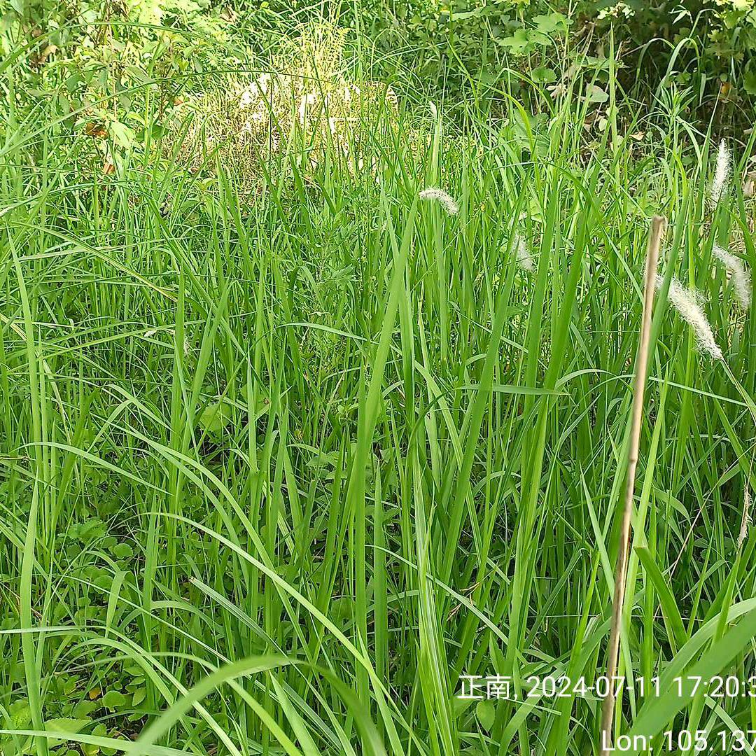 背影的凄凉(坚强哥)