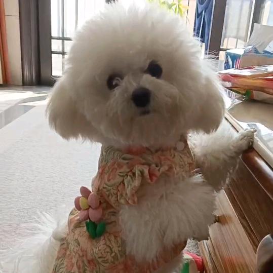 小六比熊🐻
