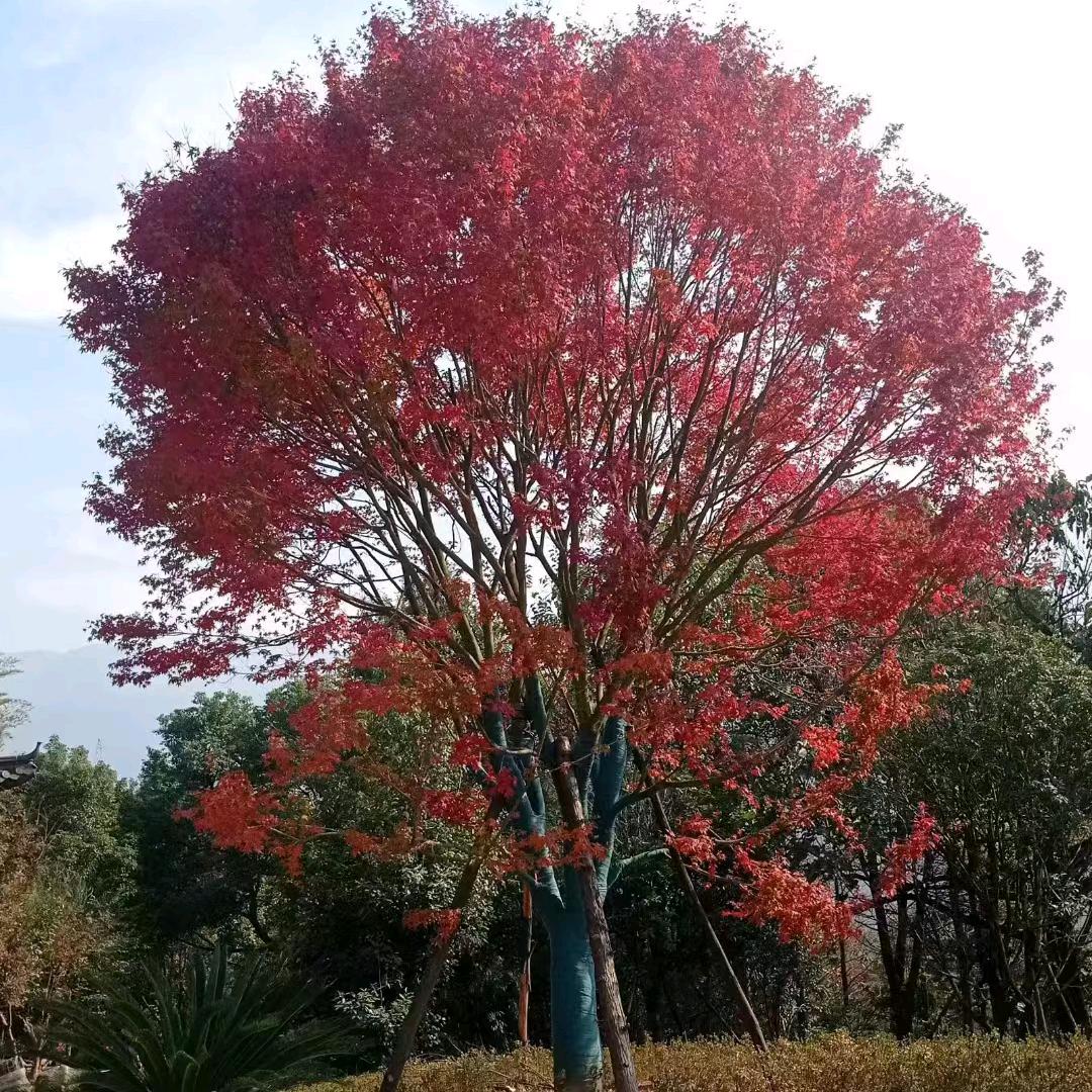 岁月安然