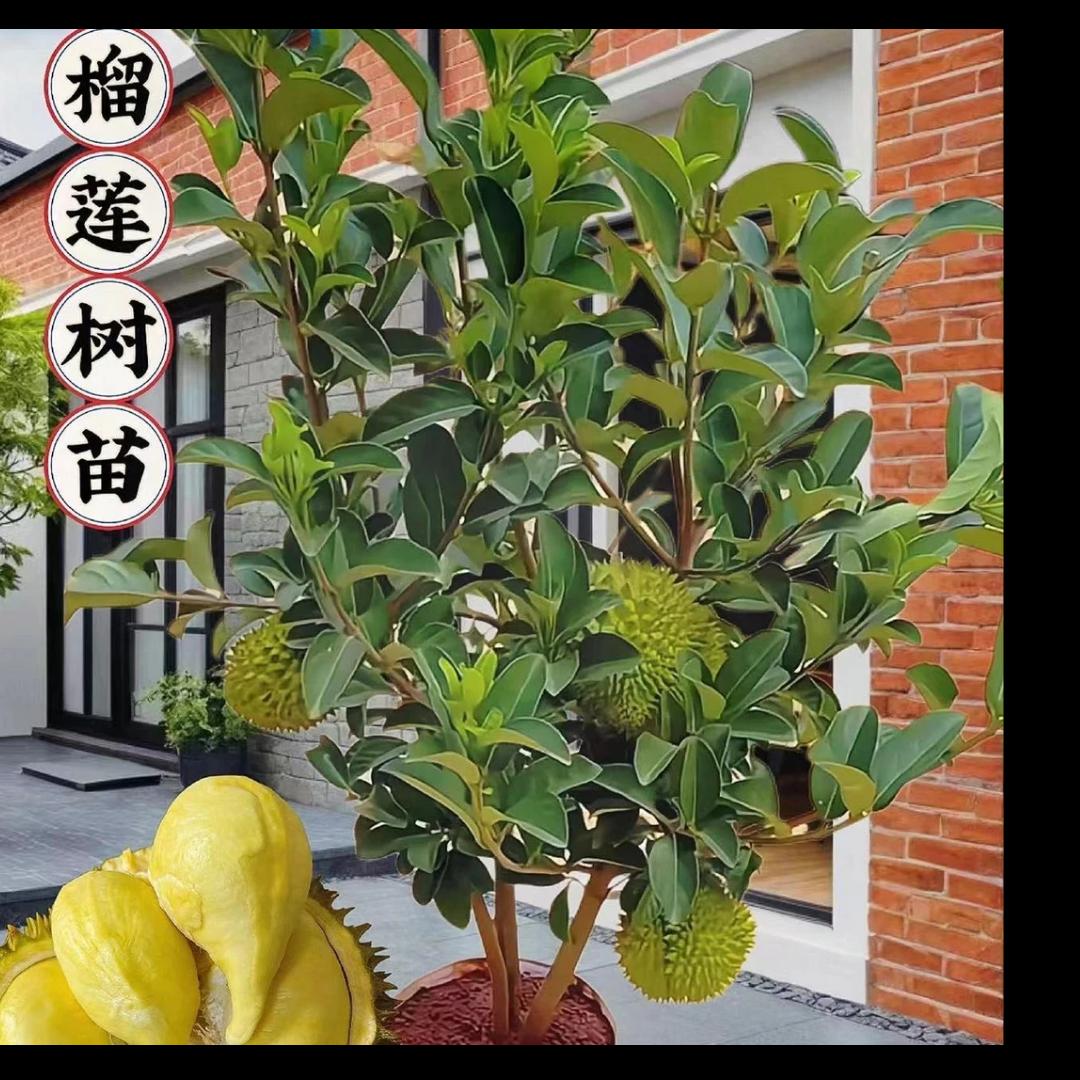 菁蔓种苗园